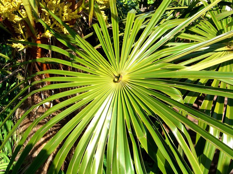Trachycarpus Fortunei - Hardy Tropicals UK